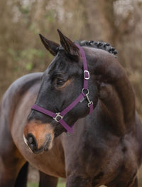 Kantaras ŽIRGUI / FULL