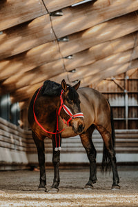 EQUITHÈME Kalėdinis kantaras su virve