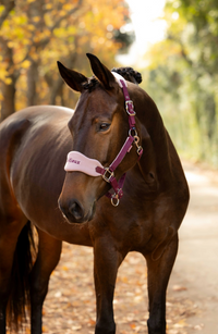 LEMIEUX Vogue Blckberry kantaras su virve COB