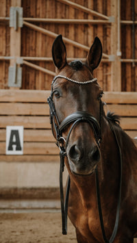 NORTON Diams juodos odinės kamanos žirgui su kristalais