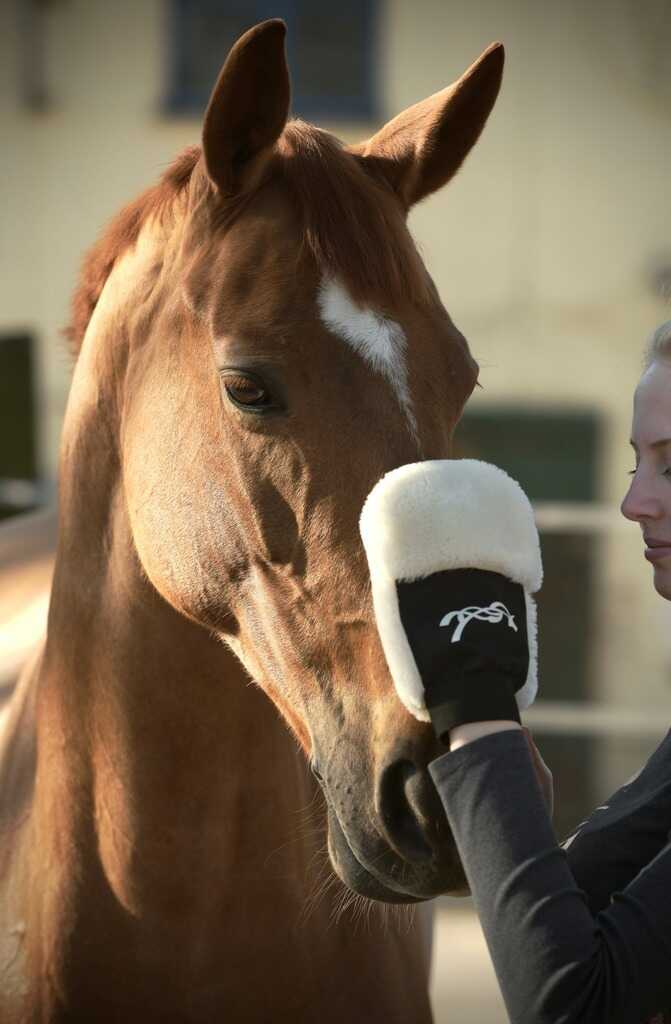 PENELOPE blizginimo pirštinė žirgui