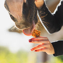 Helloween Mini Snacks – natūralūs Helovino skanėstai žirgams